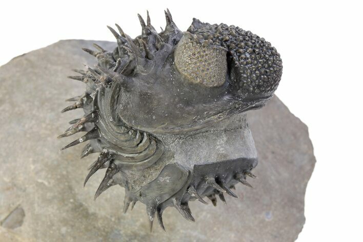 Enrolled Spiny Drotops Armatus Trilobite - Mrakib, Morocco #291839